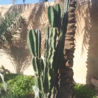 کاکتوس