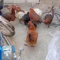 مرغ تخمگذار