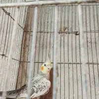 طوطی گل باقالی