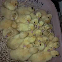 جوجه اردک اسراعیلی تخمگذار در فومن