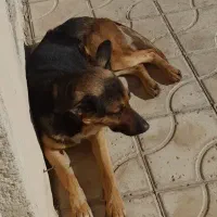 سگ ژرمن