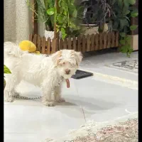 فروش سگ پاکوتاه