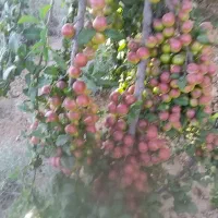 باغچه باغ