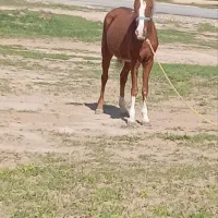 اسب با کره اسب ۶ماه