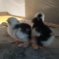 مرغ خروس