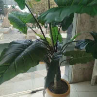 به یک خانم و کمک آشپز