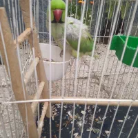 طوطی نر معاوضه