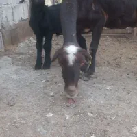 گوسفند بابره