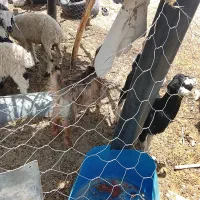 بز نر خوب چاق