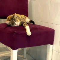 گربه آروم
