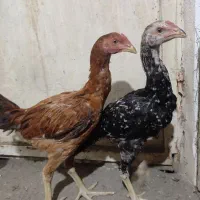 خروس لاری