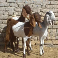 ۱راس بز و ۳ راس بزغاله افغان اصیل