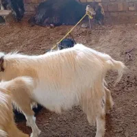 بز سانن|حیوانات مزرعه|مشهد, پورسینا|دیوار