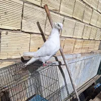 اراکی نر