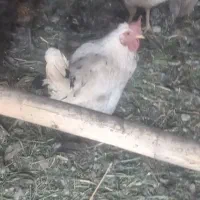 مرغ خروس