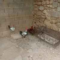 مرغ