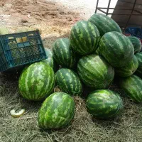 هندوانه خربزه به شرط