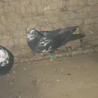 کفتر المانی