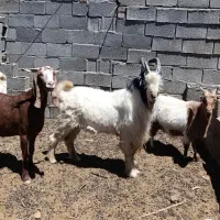 بز ابست،نری،کره بره نر