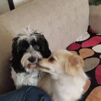 واگذاری دو سگ ماده باهم