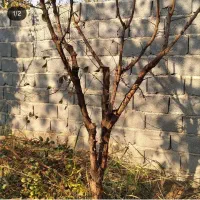 پیوند نهال و درخت .هرس