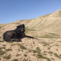 سگ قدری جانی ۱۷ ماهه گله ای