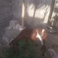 بز مری