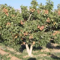 هرس کاری درختان پسته و انار و پیوند زنی خواب