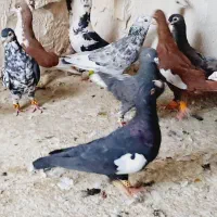 کبوتر