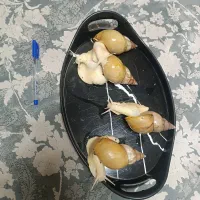 حلزون آچاتینا