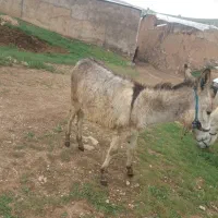 الاغ|حیوانات مزرعه|ایجرود, |دیوار