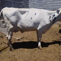 گاو صنعتی و تلیسه آبستن وکوساله ماده