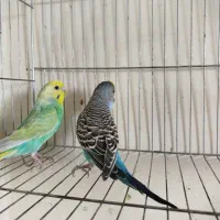 مرغ عشق رنگ