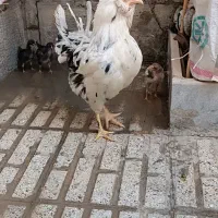 مرغ گلین با 8 عدد جوجه
