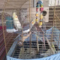 ۶ عدد عروس هلندی
