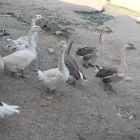 غاز دورگ اکراینی زیر قیمت