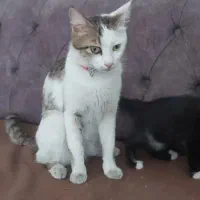 گربه ماده نژاد DSH واکسن خورده