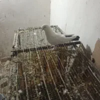 نردمسیاه