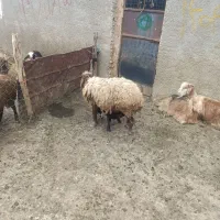 میش بره .بر نر
