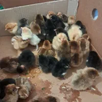 جوحه برهما پا پر و گردن لخت ۳ روزه
