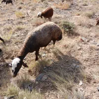 میش