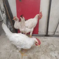 دوعدد خروس ویک عددمرغ 5ماهه