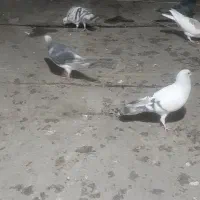 همه باهم پرنده به شرط