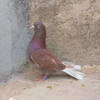 ۵ تا نر ضمانتی پرش بالا درجه یک