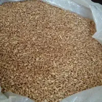 گندم ریژاو دیم