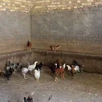 جوجه