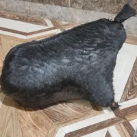 هیزه جای روغن حیوانی نو نو|ظروف نگهدارنده، پلاستیکی، یک‌بارمصرف|دزفول, |دیوار