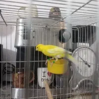 20نرماده فروشی سرخ سوختی