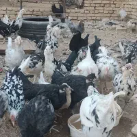 جوجه و مرغ گلین اصل اصفحان