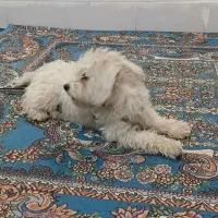سگ پشمالو